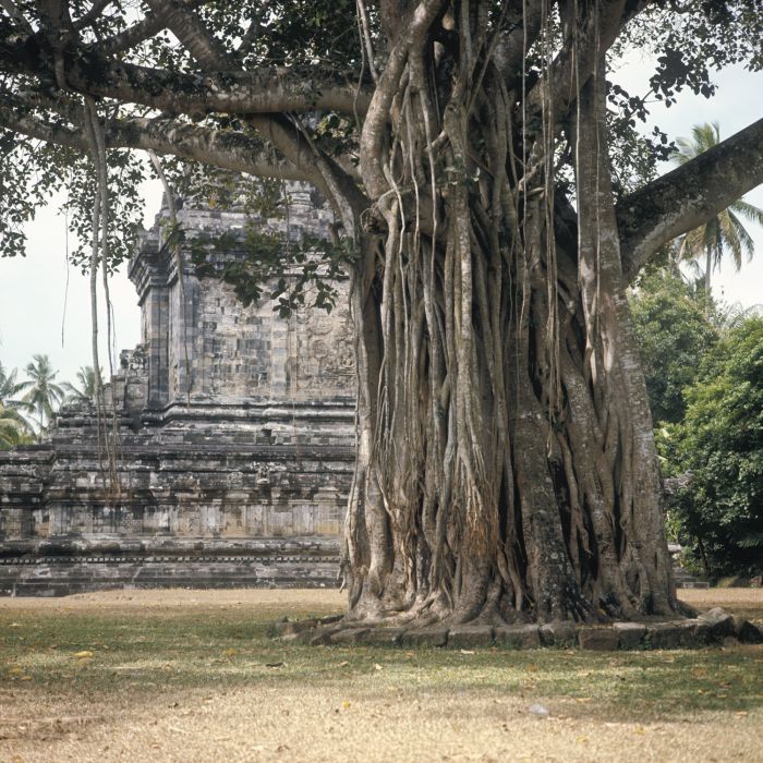 COLLECTIE_TROPENMUSEUM_Waringin_bij_de_Candi_Mendut_TMnr_20026884